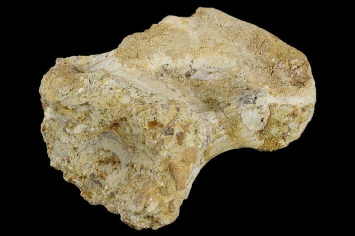 Fossil Theropod Caudal Vertebra Centrum - Morocco #118160